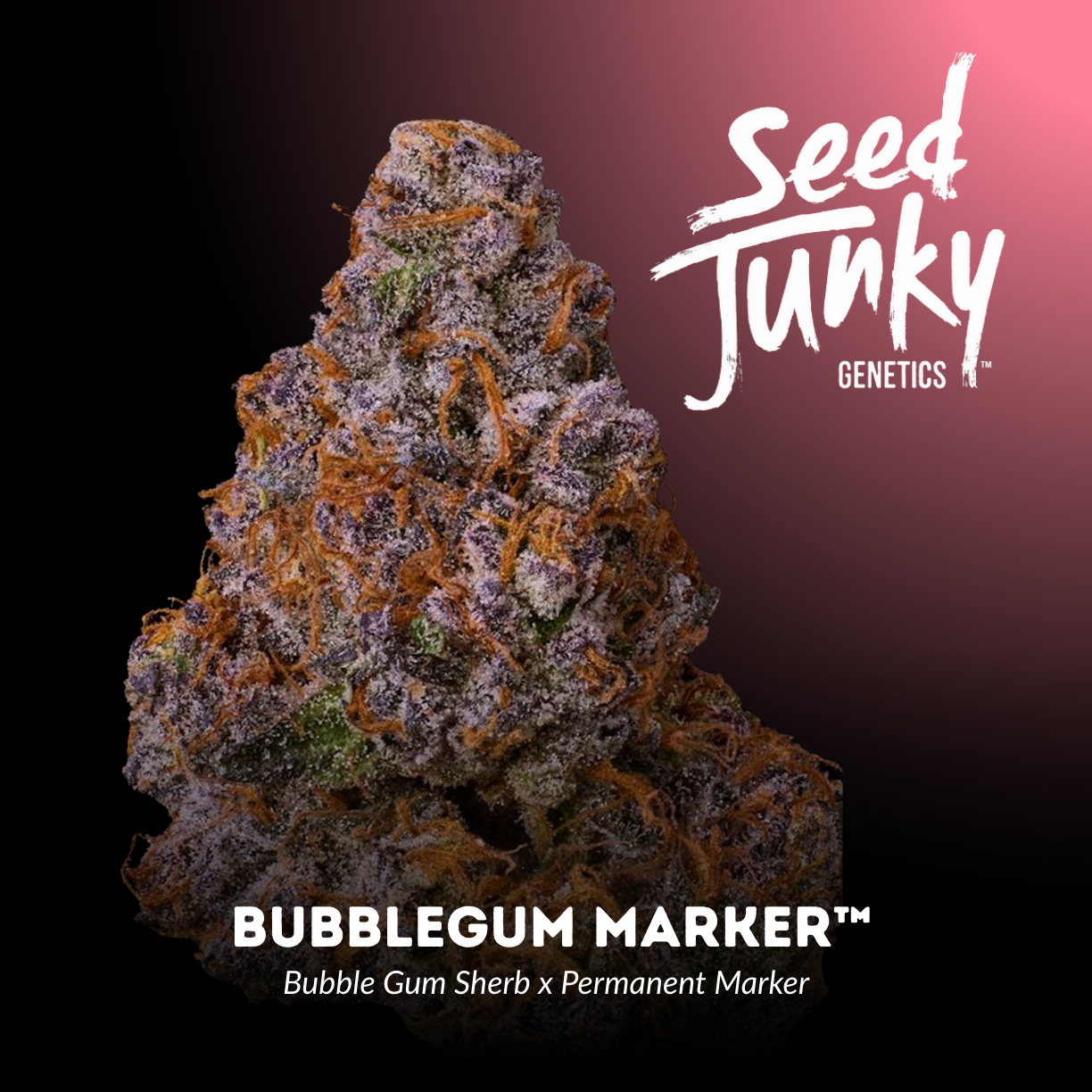 Bubblegum Marker™ (x3) - Graines féminisées - Bubble Gum Sherb x Permanent Marker - Seed Junky Genetics | Graines féminisées Bubblegum Marker