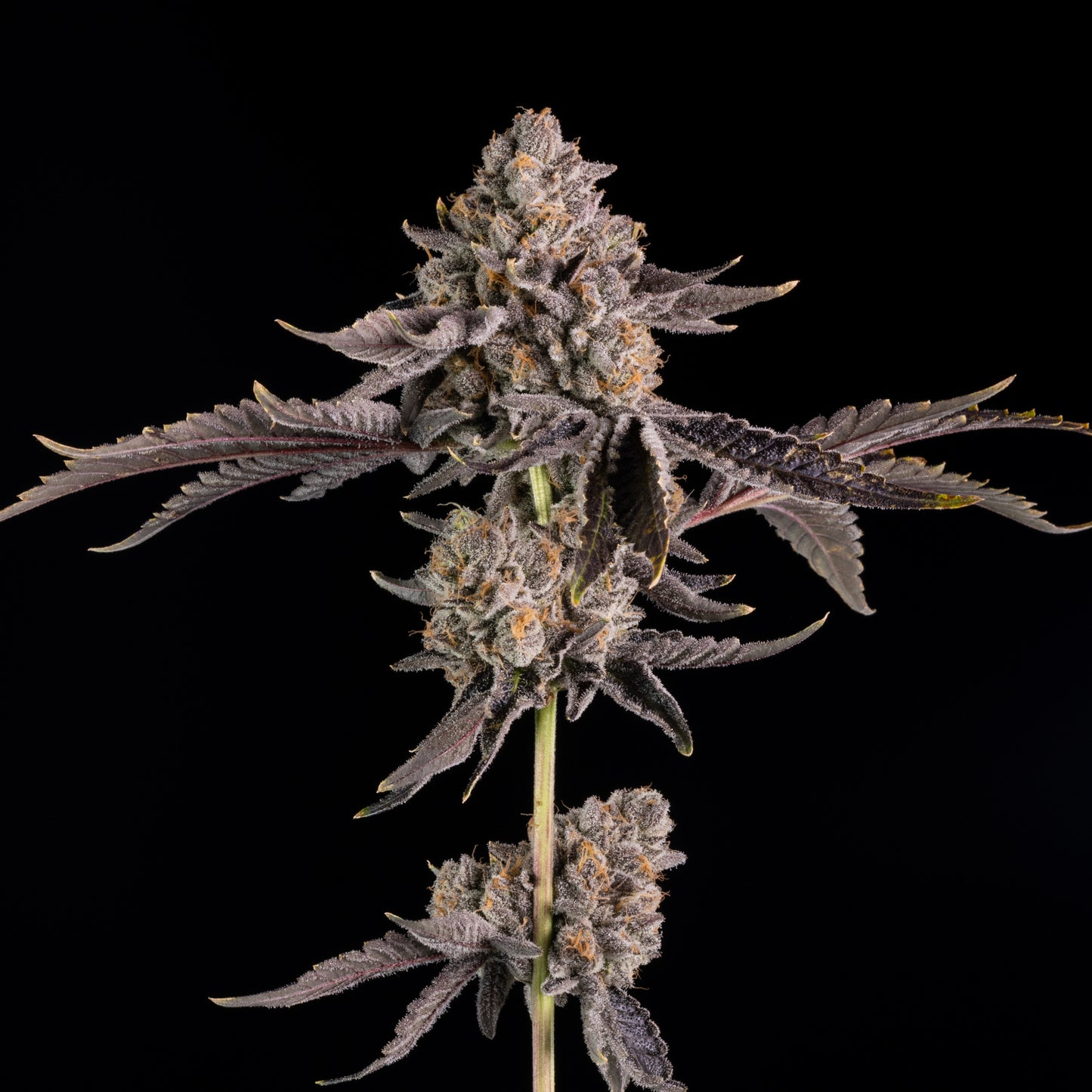 Happy Hour™ (x3) - Feminized Seeds - Tea Time x Zangria - Wizard Trees | Happy Hour feminized seeds