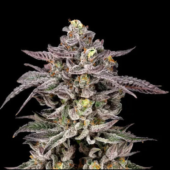 Monaco™ (x6) - Azulcar x Lemon Cherry Gelato- Semillas Feminizadas - El Híbrido Blue Sherb - Nine Weeks Harvest (Copia) | semillas feminizadas Monaco