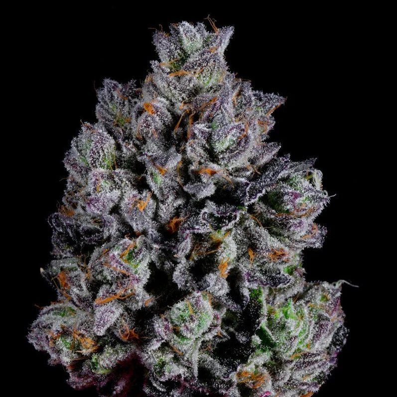 Zangria S1™ (x3) - Semillas Feminizadas - Z x Thin Mint Cookies (Zangria S1). - Wizard Trees | semillas feminizadas Zangria S1