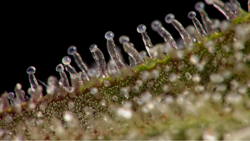 Terpenos, aroma y efecto
