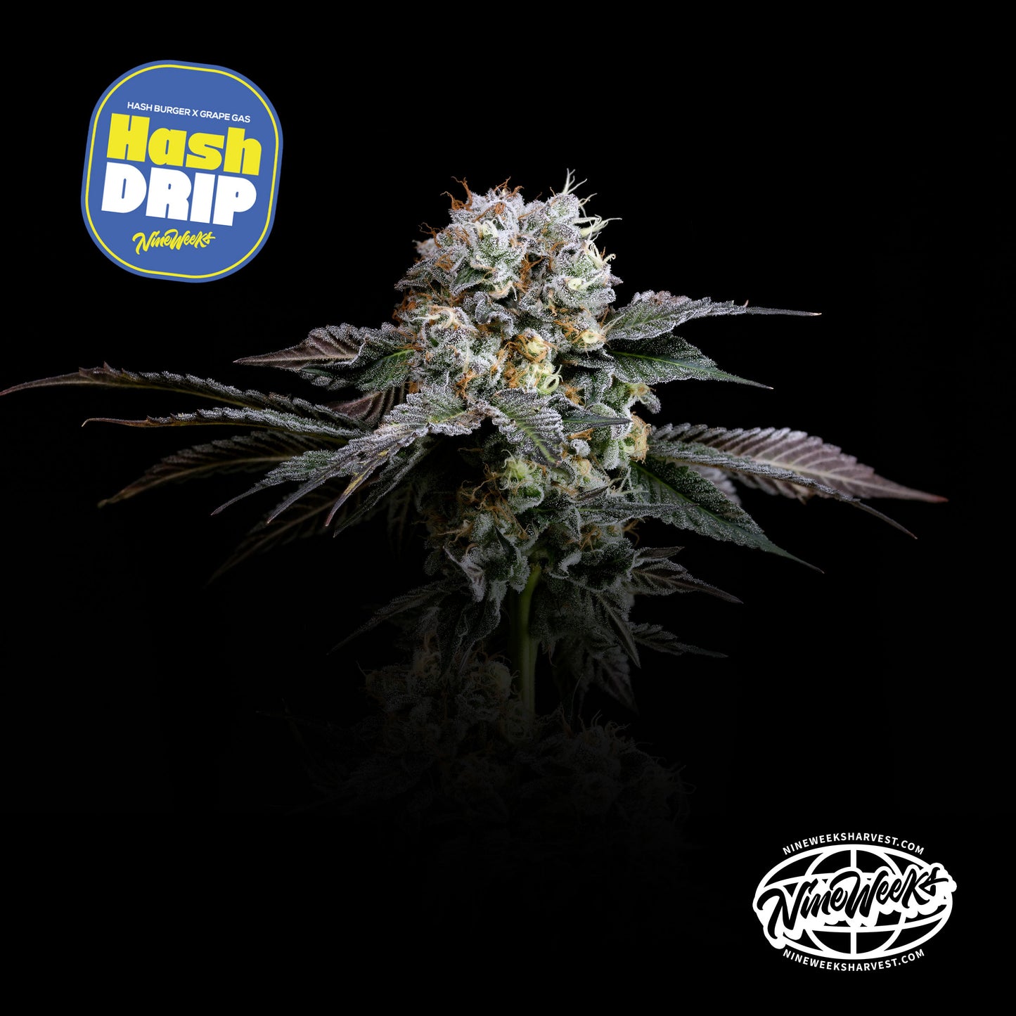 Hash Drip™ (x3) - Hash Burger x Grape Gas - Semillas Feminizadas- Nine Weeks Harvest | semillas feminizadas Hash Drip