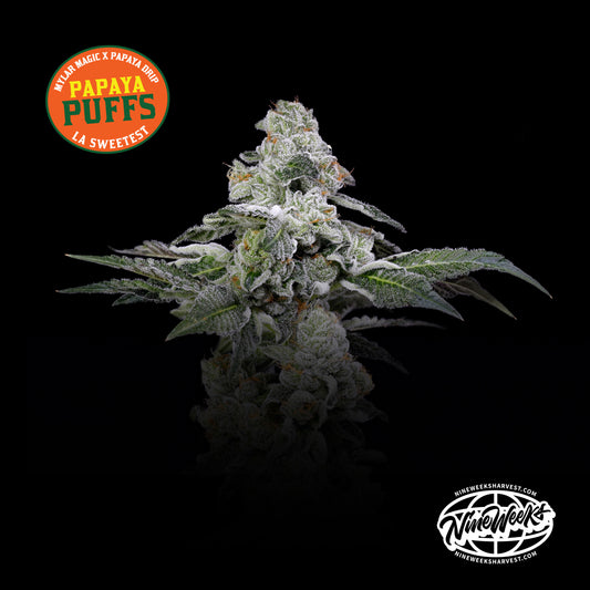 Papaya Puffs™ (x3) - Mylar Magic x Papaya Drip - Semillas Feminizadas - Nine Weeks Harvest | semillas feminizadas Papaya Puffs