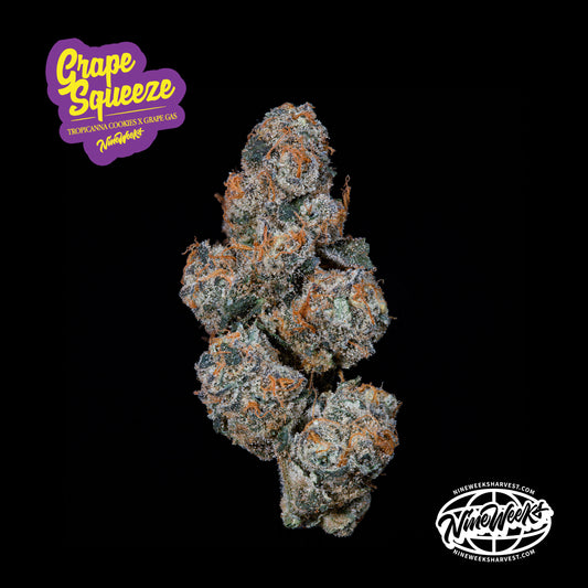 Grape Squeeze™ (x3) -  Trop Cookies x Grape Gas - Semillas Feminizadas- Nine Weeks Harvest | semillas feminizadas Grape Squeeze