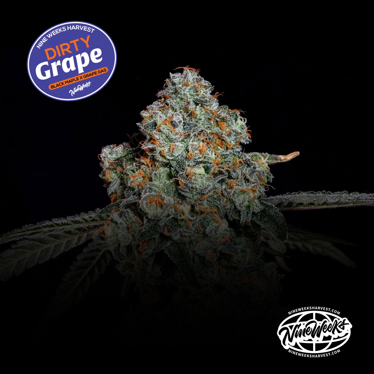 Dirty Grape™ (x3) - Black Maple x Grape Gas - Semillas Feminizadas- Nine Weeks Harvest | semillas feminizadas Dirty Grape