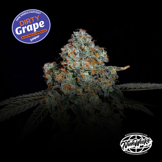 Dirty Grape™ (x3) - Black Maple x Grape Gas - Semillas Feminizadas- Nine Weeks Harvest | semillas feminizadas Dirty Grape
