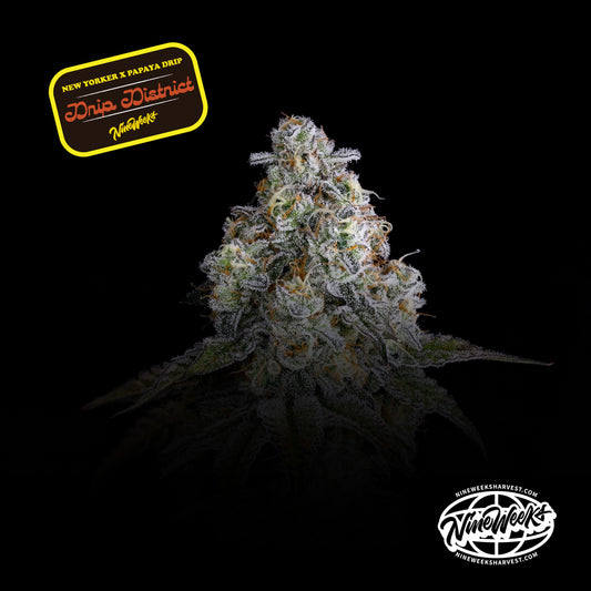 Drip District™ (x3) - New Yorker x Papaya Drip - Semillas Feminizadas - Nine Weeks Harvest | semillas feminizadas Drip District