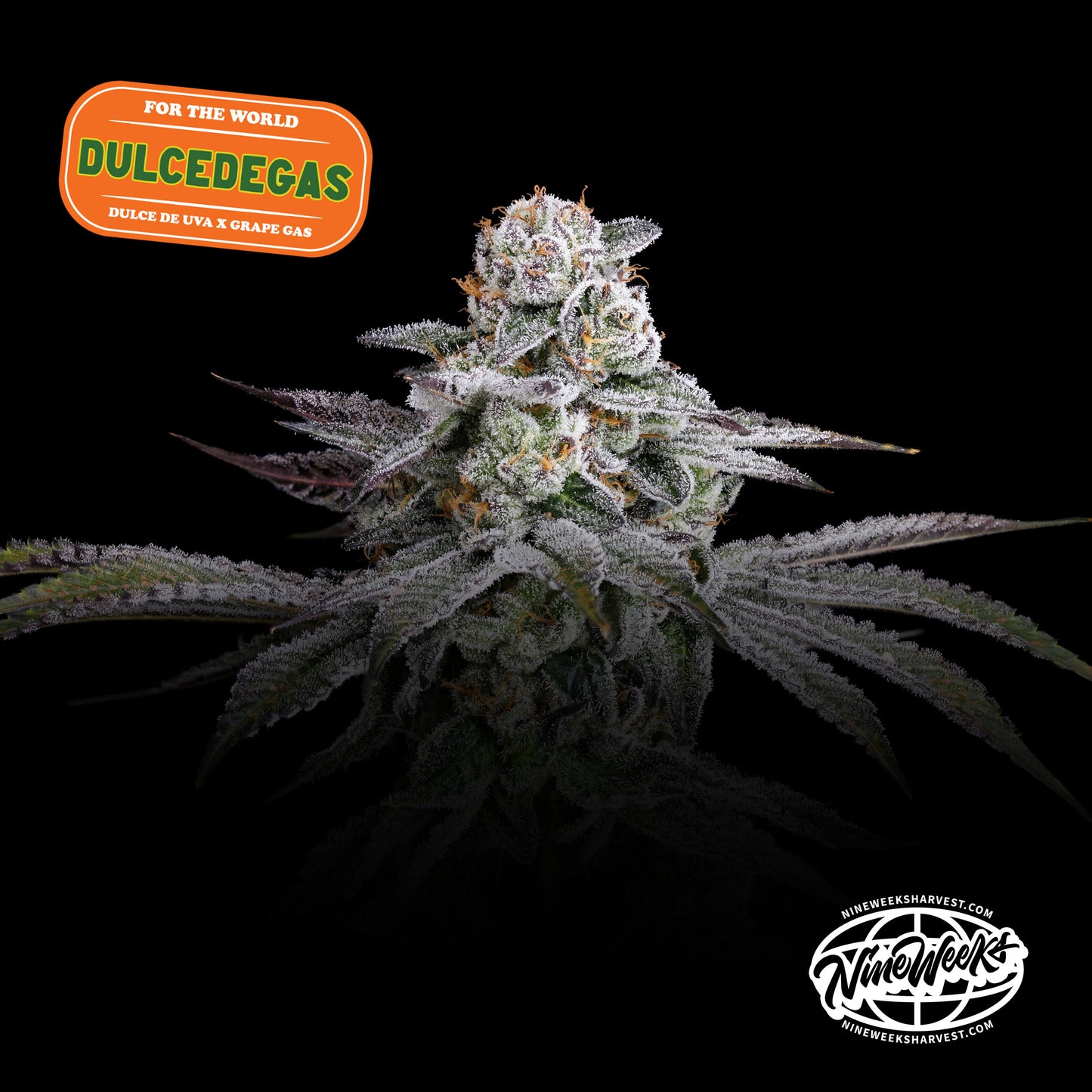 Dulce de Gas™ (x3) - Dulce de Uva x Grape Gas - Semillas Feminizadas- Nine Weeks Harvest | semillas feminizadas Dulce de Gas