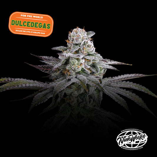 Dulce de Gas™ (x3) - Dulce de Uva x Grape Gas - Semillas Feminizadas- Nine Weeks Harvest | semillas feminizadas Dulce de Gas