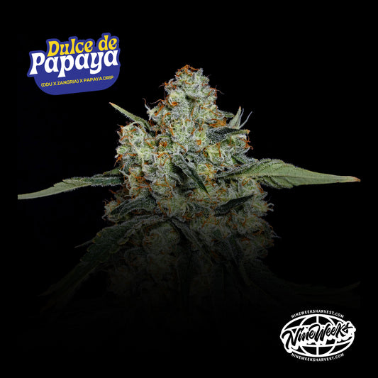 Dulce de Papaya™ (x3) - (Dulce de Uva x Zangria) x Papaya Drip - Semillas Feminizadas- Nine Weeks Harvest | semillas feminizadas Dulce de Papaya