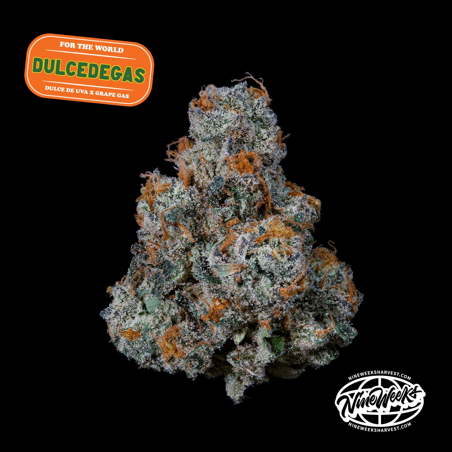 Dulce de Gas™ (x3) - Dulce de Uva x Grape Gas - Semillas Feminizadas- Nine Weeks Harvest | semillas feminizadas Dulce de Gas