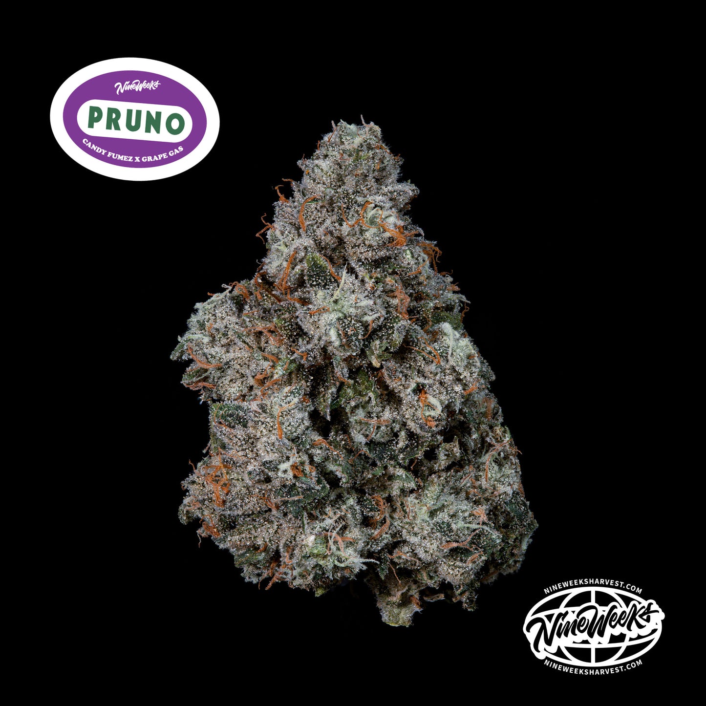 Pruno™ (x3) - Candy Fumez x Grape Gas - Semillas Feminizadas | semillas feminizadas Pruno