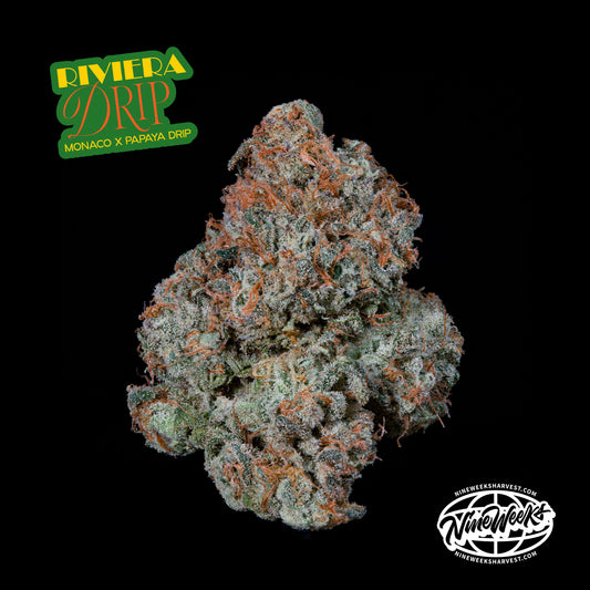 Riviera Drip™ (x3) - Monaco x Papaya Drip - Semillas Feminizadas- Nine Weeks Harvest | semillas feminizadas Riviera Drip