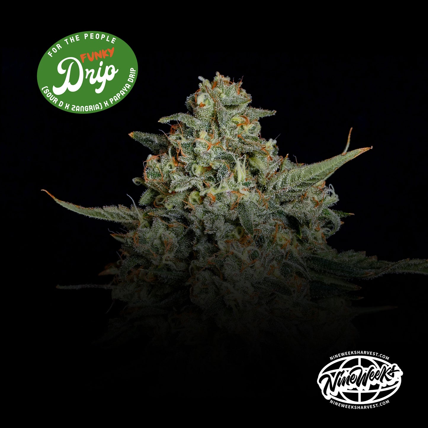 Funky Drip™ (x3) -  Sour D x Zangria -  Semillas Feminizadas - Nine Weeks Harvest | semillas feminizadas Funky Drip