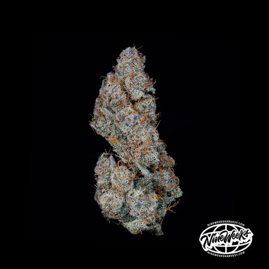 Ice Pop™ (x3) - Trop Cherry x Grape Gas - Semillas Feminizadas- Nine Weeks Harvest | semillas feminizadas Ice Pop