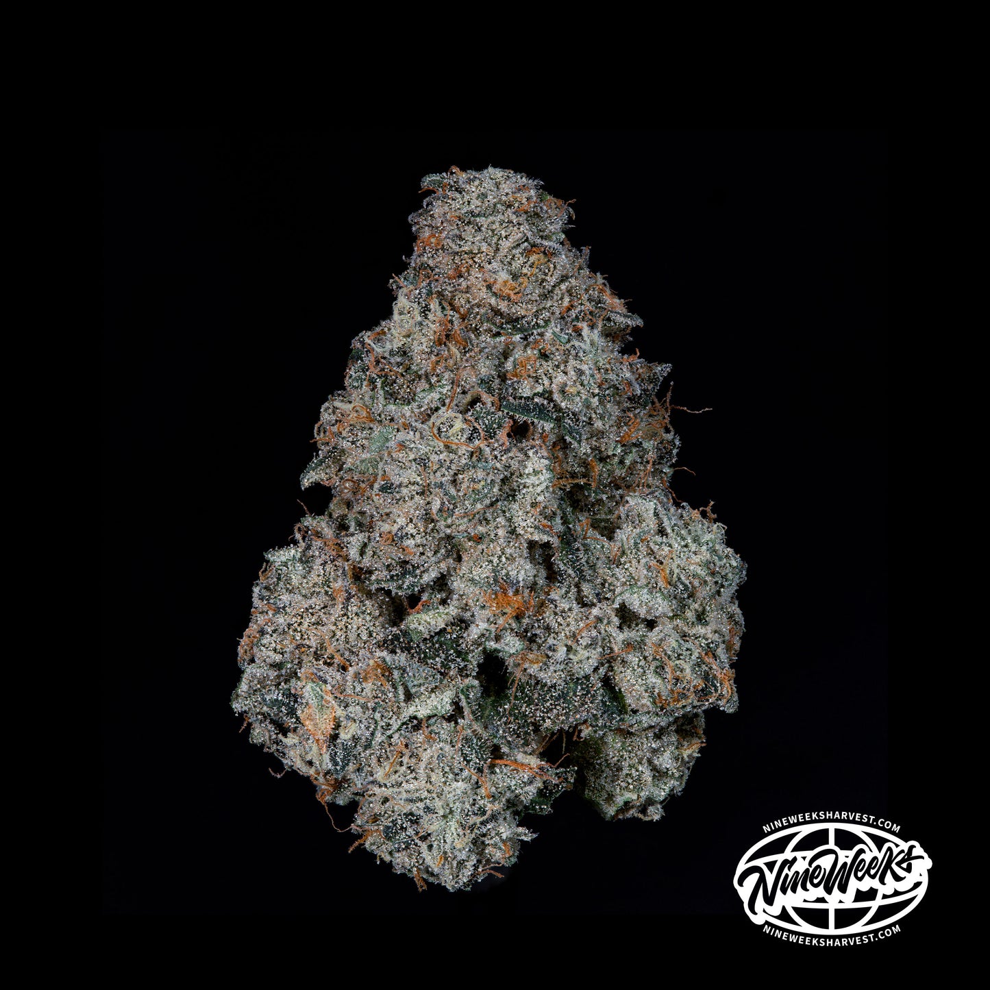 Grape Pak™ (x3) - Candy Fumez x Grape Gas- Semillas Feminizadas - Nine Weeks Harvest | semillas feminizadas Grape Pak