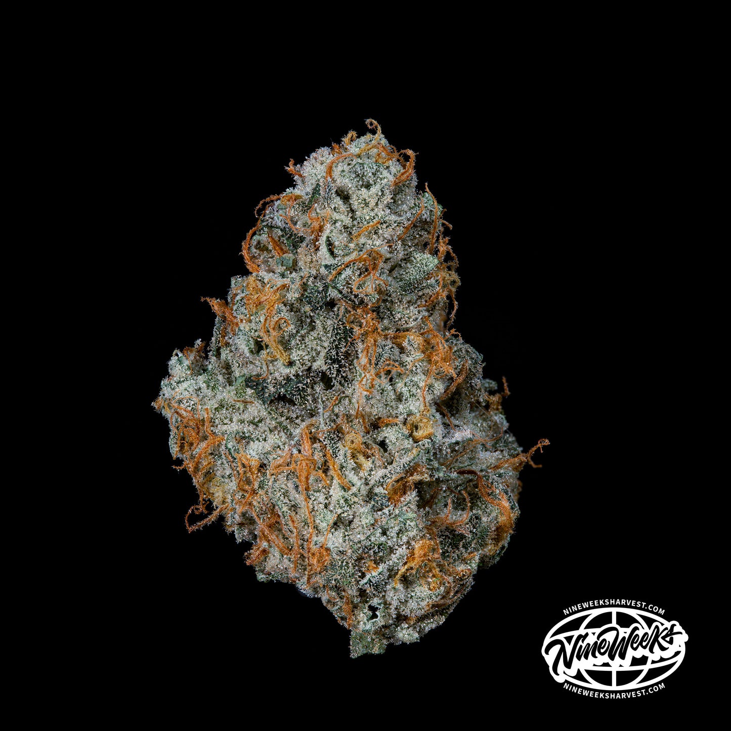 Fruit Fuel™ (x3) -  Chem D x Zangria x Papaya Drip - Semillas Feminizadas- Nine Weeks Harvest | semillas feminizadas Fruit Fuel