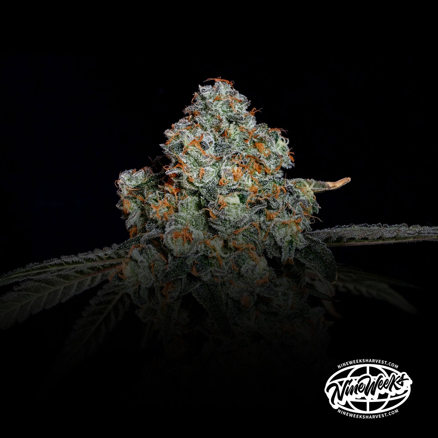 Dirty Grape™ (x3) - Black Maple x Grape Gas - Semillas Feminizadas- Nine Weeks Harvest | semillas feminizadas Dirty Grape