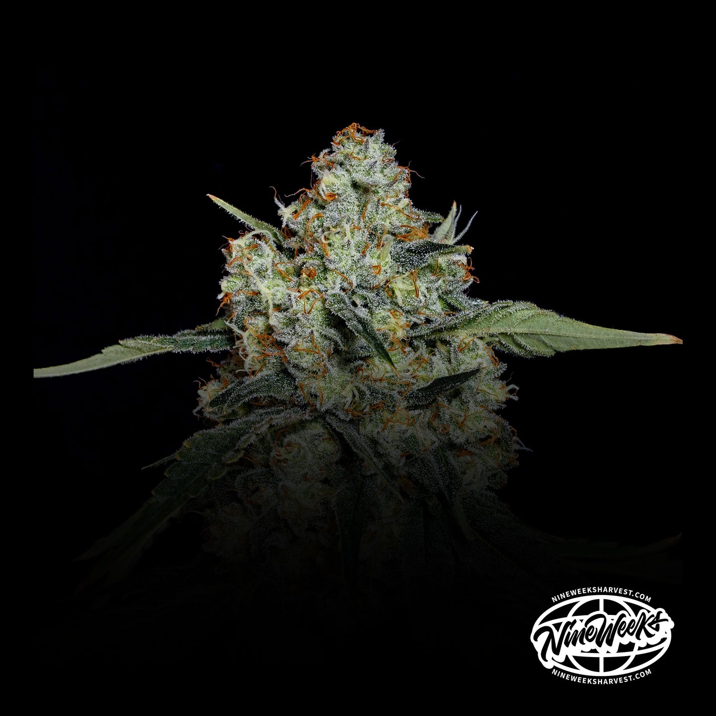 Dulce de Papaya™ (x3) - (Dulce de Uva x Zangria) x Papaya Drip - Semillas Feminizadas- Nine Weeks Harvest | semillas feminizadas Dulce de Papaya