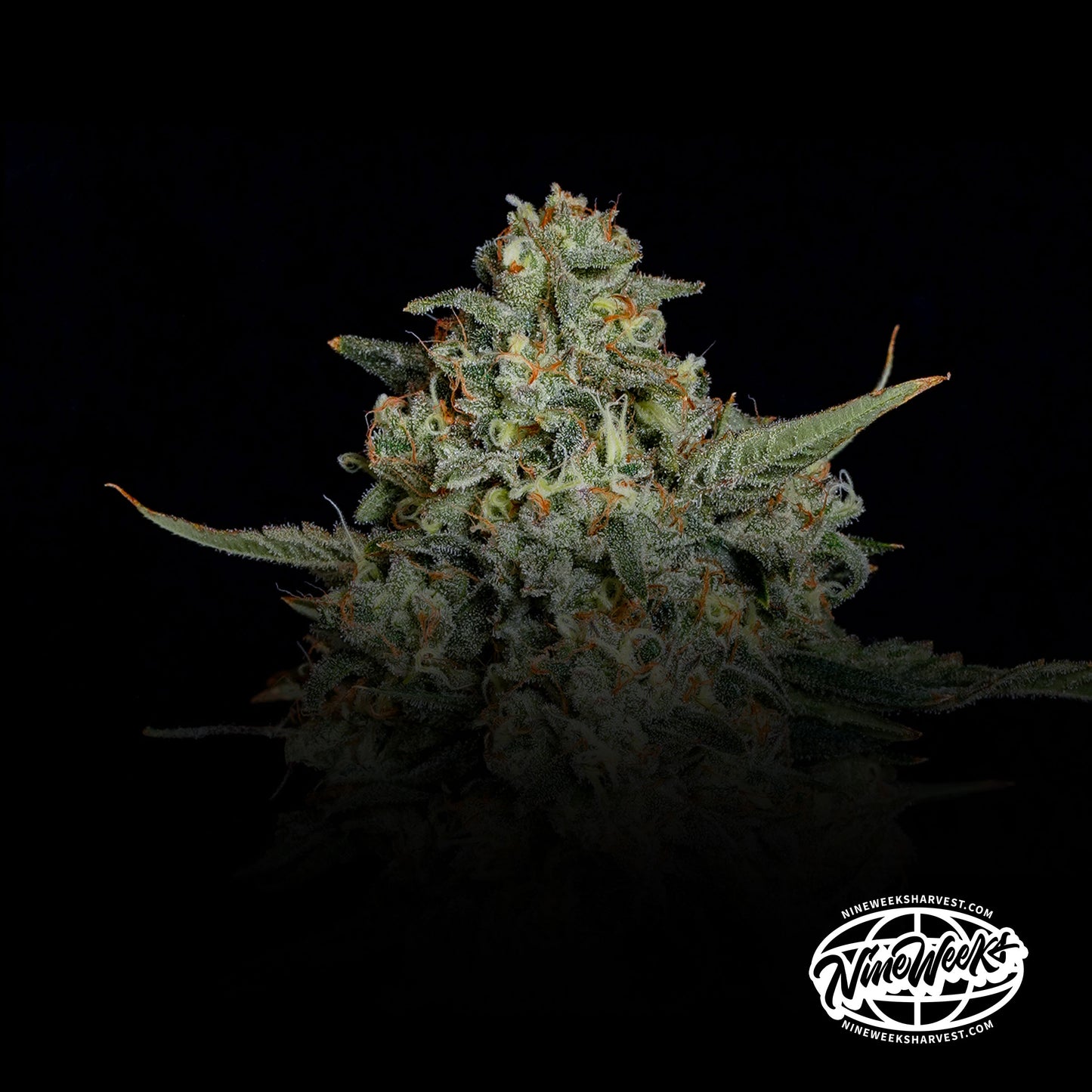 Funky Drip™ (x3) -  Sour D x Zangria -  Semillas Feminizadas - Nine Weeks Harvest | semillas feminizadas Funky Drip