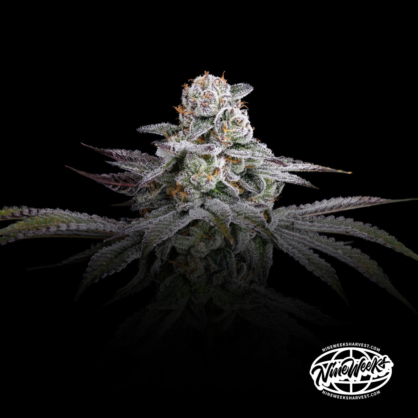 Dulce de Gas™ (x3) - Dulce de Uva x Grape Gas - Semillas Feminizadas- Nine Weeks Harvest | semillas feminizadas Dulce de Gas