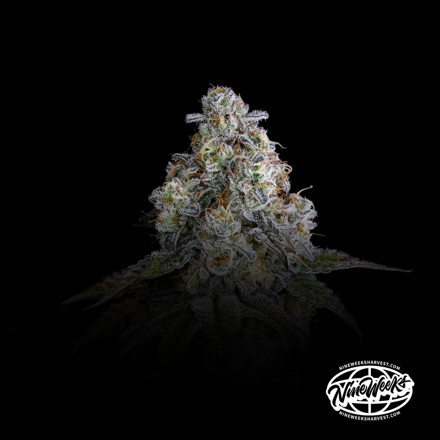 Drip District™ (x3) - New Yorker x Papaya Drip - Semillas Feminizadas - Nine Weeks Harvest | semillas feminizadas Drip District