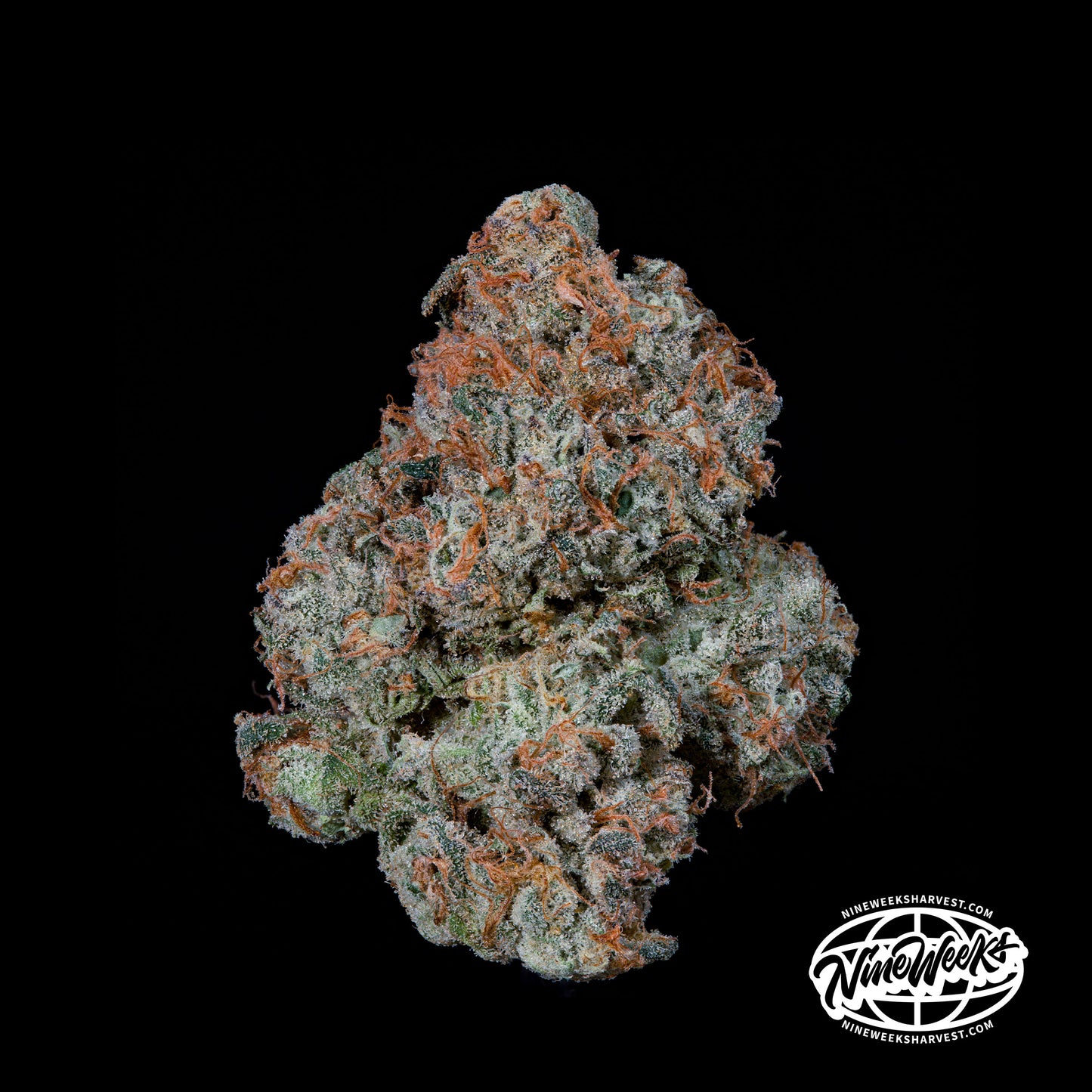 Riviera Drip™ (x3) - Monaco x Papaya Drip - Semillas Feminizadas- Nine Weeks Harvest | semillas feminizadas Riviera Drip