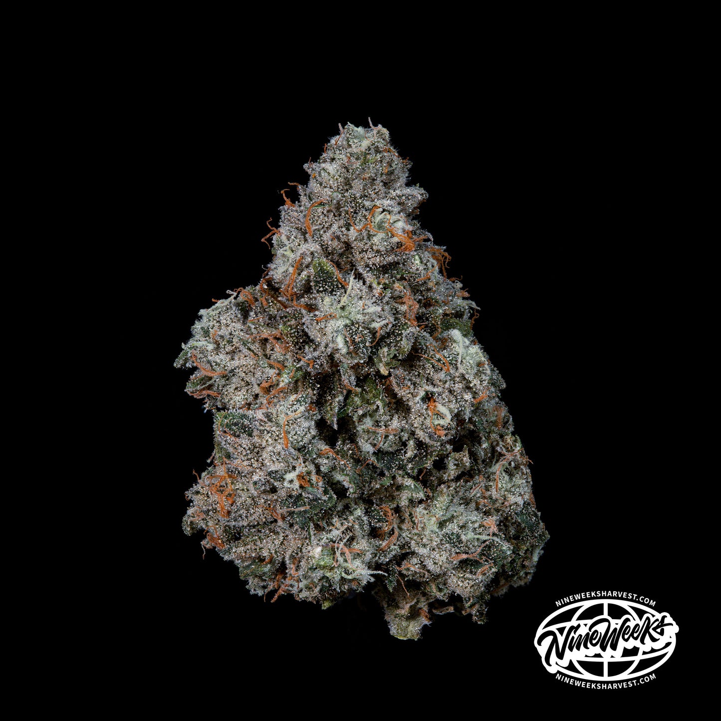 Pruno™ (x3) - Candy Fumez x Grape Gas - Semillas Feminizadas | semillas feminizadas Pruno