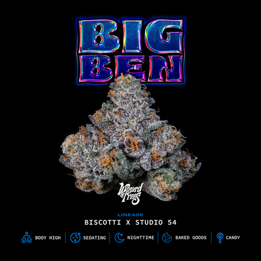 Big Ben™ (x3)  - Semillas Feminizadas - Biscotti x Studio 54 - Wizard Trees | semillas feminizadas Big Ben