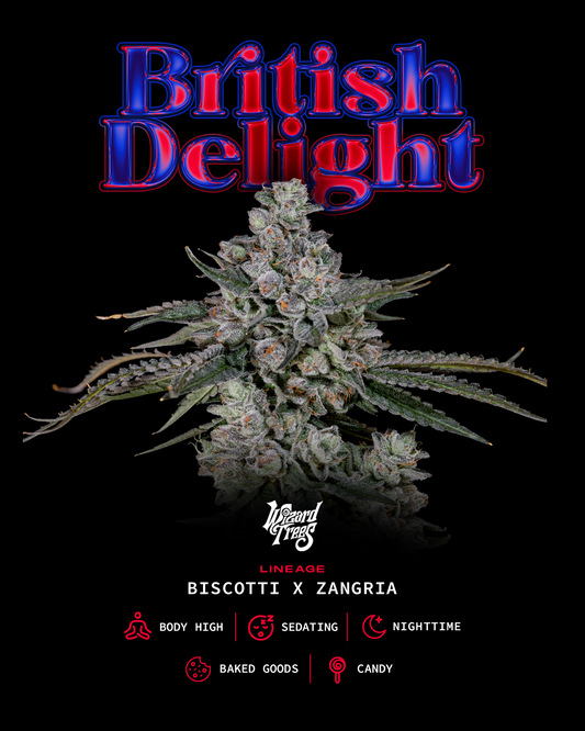 British Delight™ (x3)  - Semillas Feminizadas - Biscotti x Zangria - Wizard Trees | semillas feminizadas British Delight