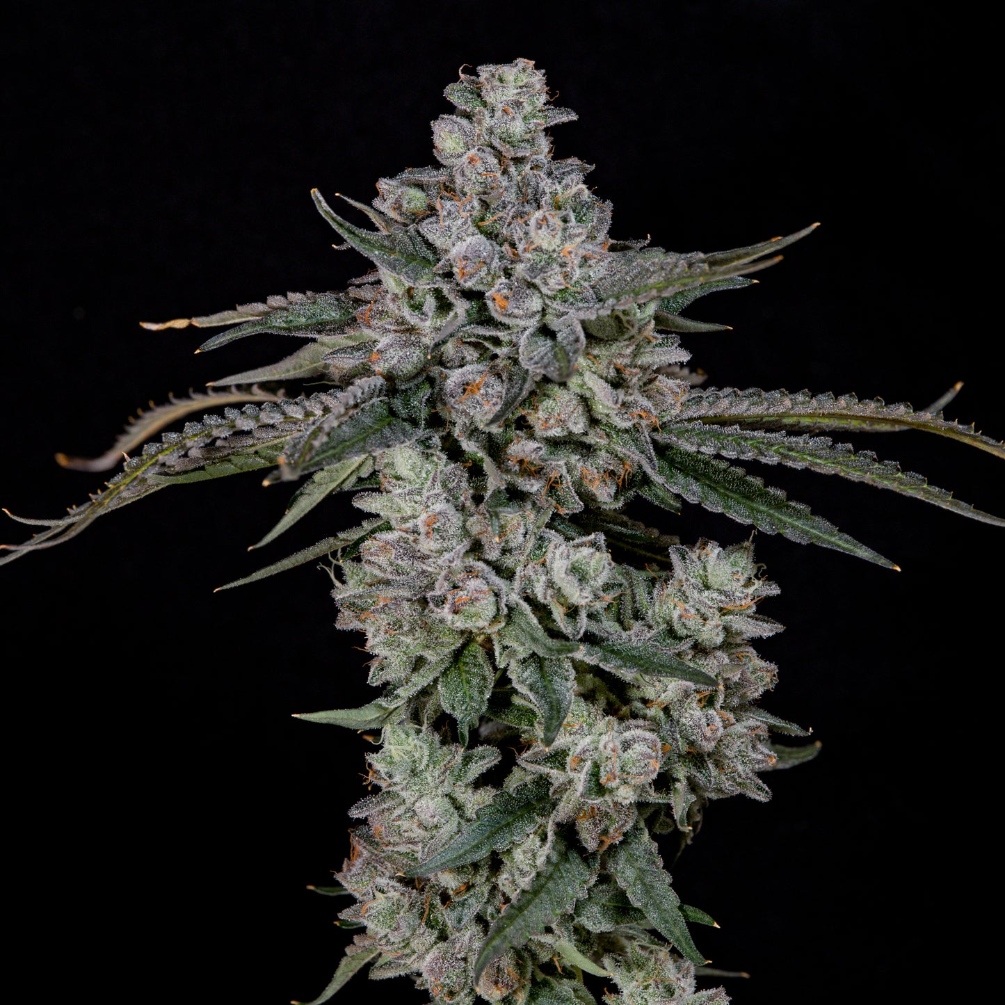 British Delight™ (x3)  - Semillas Feminizadas - Biscotti x Zangria - Wizard Trees | semillas feminizadas British Delight