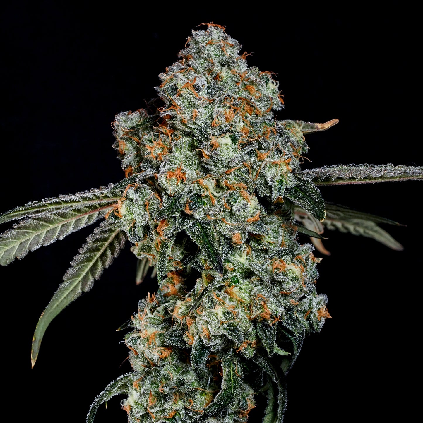 Dirty Grape™ (x3) - Black Maple x Grape Gas - Semillas Feminizadas- Nine Weeks Harvest | semillas feminizadas Dirty Grape