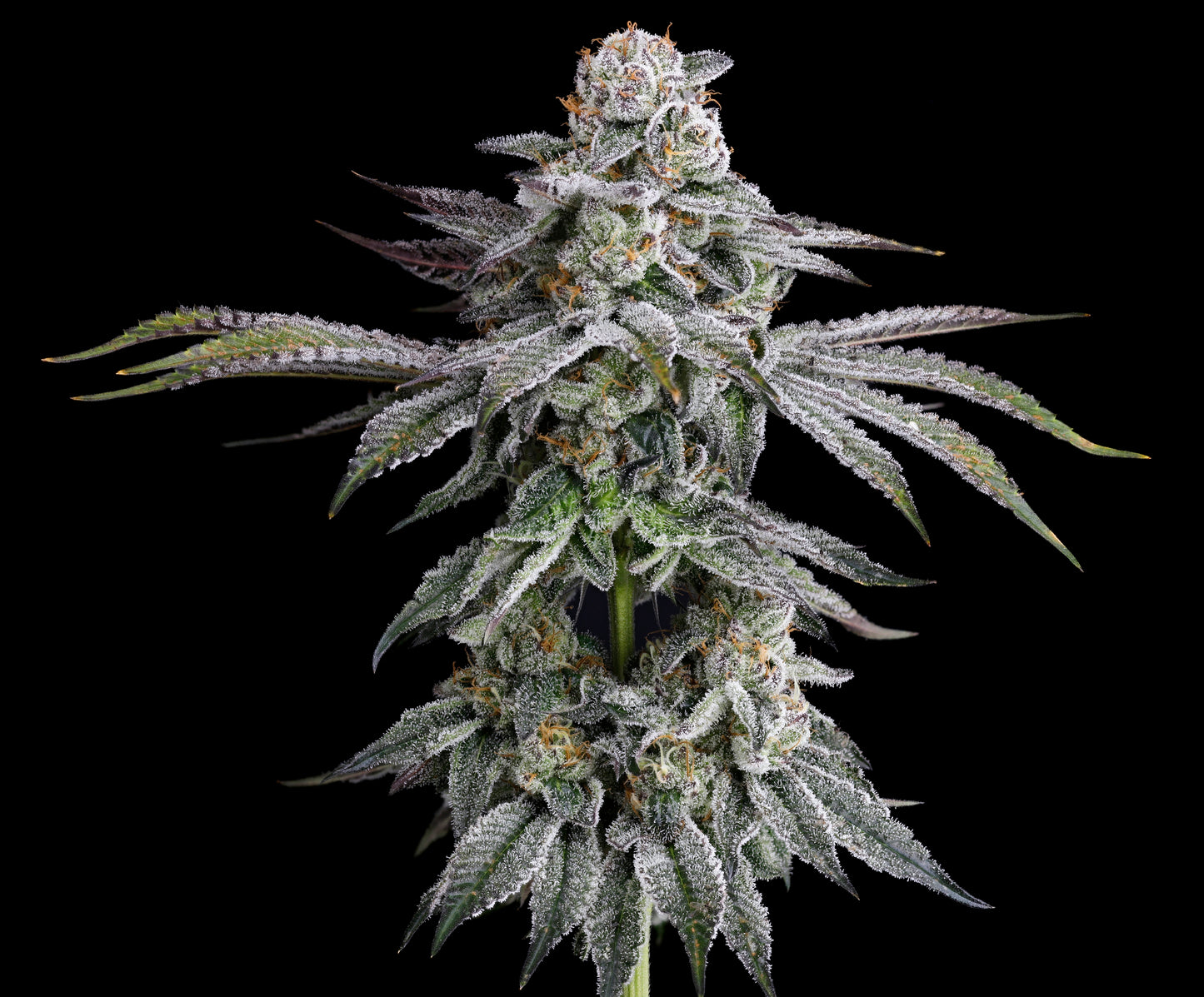 Dulce de Gas™ (x3) - Dulce de Uva x Grape Gas - Semillas Feminizadas- Nine Weeks Harvest | semillas feminizadas Dulce de Gas