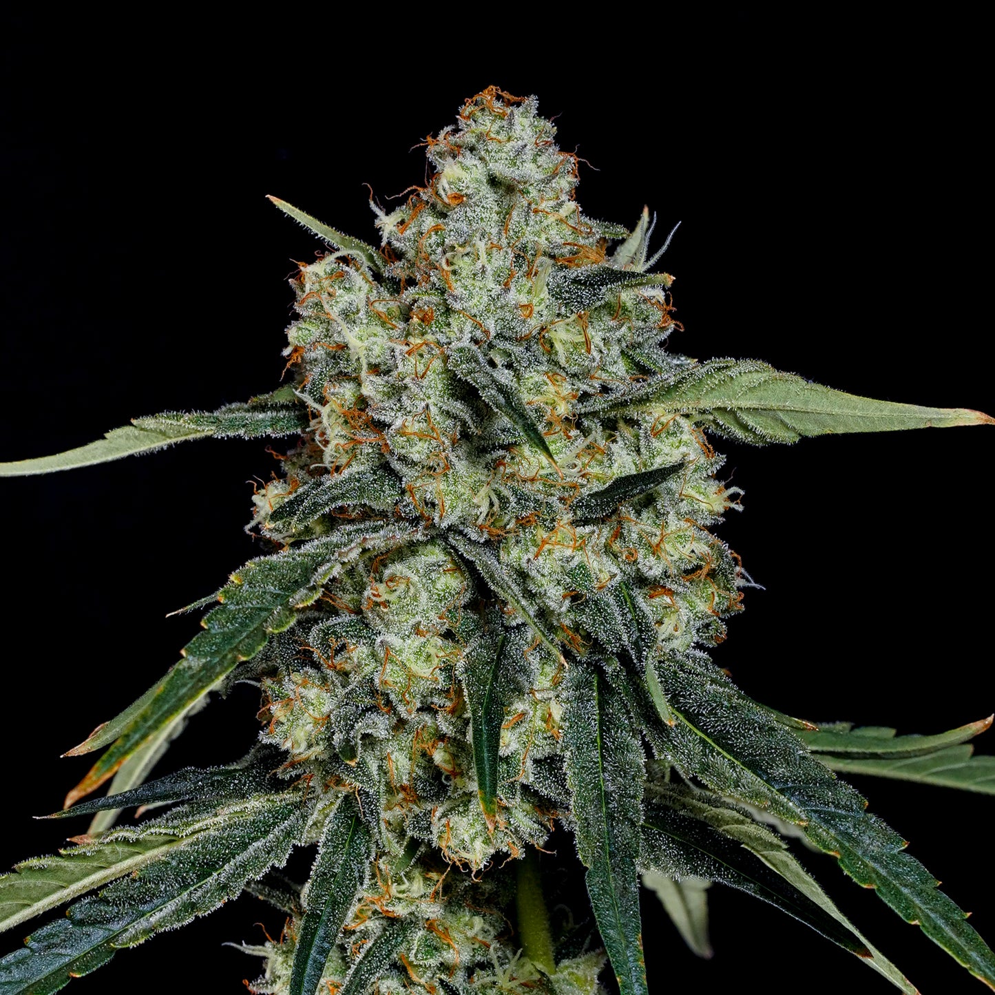 Dulce de Papaya™ (x3) - (Dulce de Uva x Zangria) x Papaya Drip - Semillas Feminizadas- Nine Weeks Harvest | semillas feminizadas Dulce de Papaya