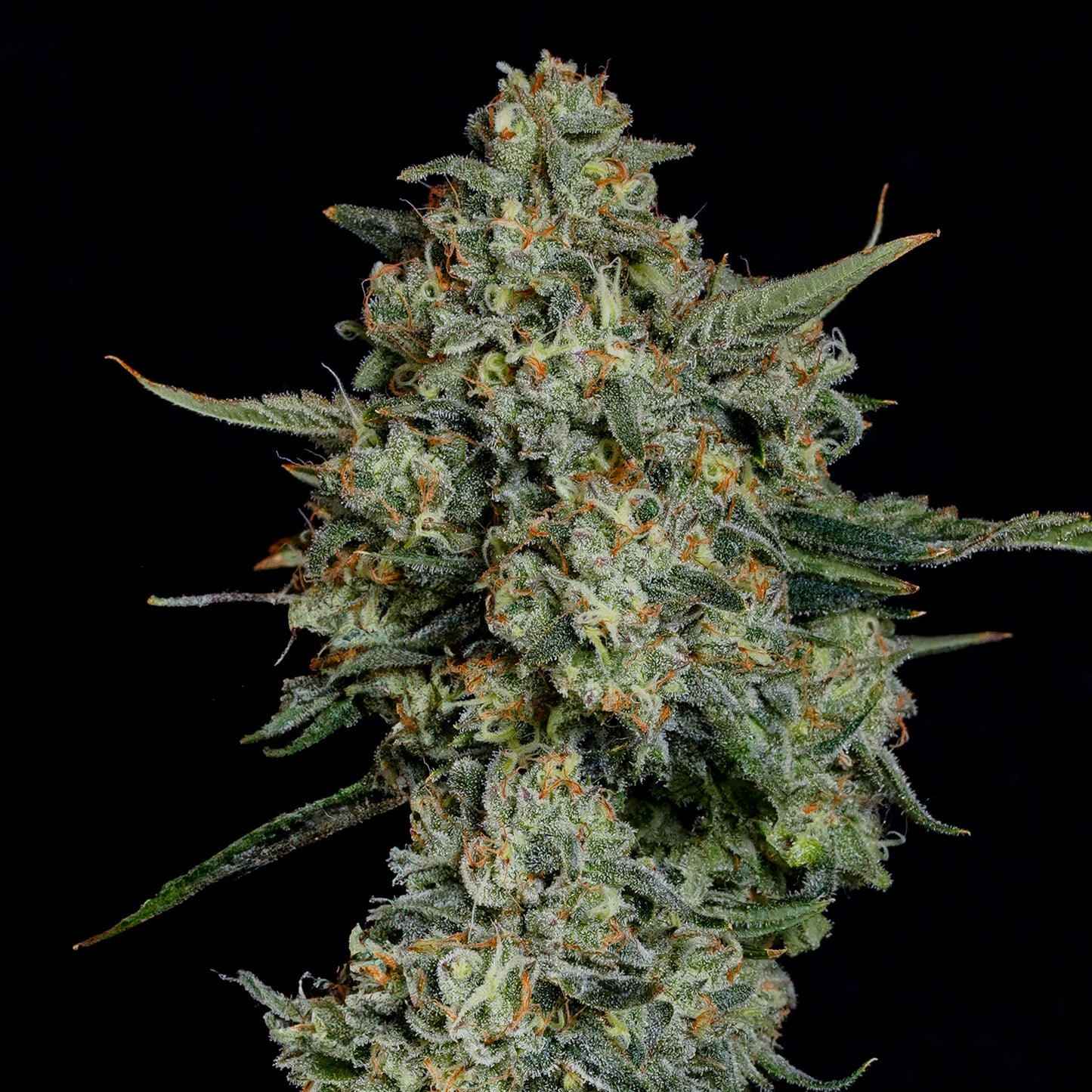 Funky Drip™ (x3) -  Sour D x Zangria -  Semillas Feminizadas - Nine Weeks Harvest | semillas feminizadas Funky Drip