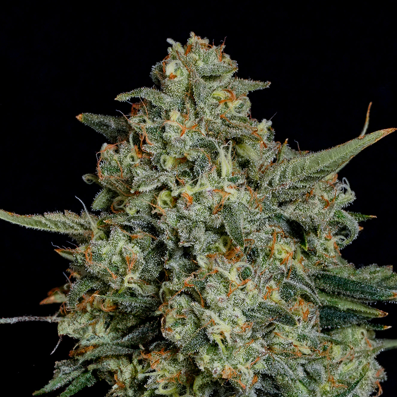 Funky Drip™ (x3) -  Sour D x Zangria -  Semillas Feminizadas - Nine Weeks Harvest | semillas feminizadas Funky Drip