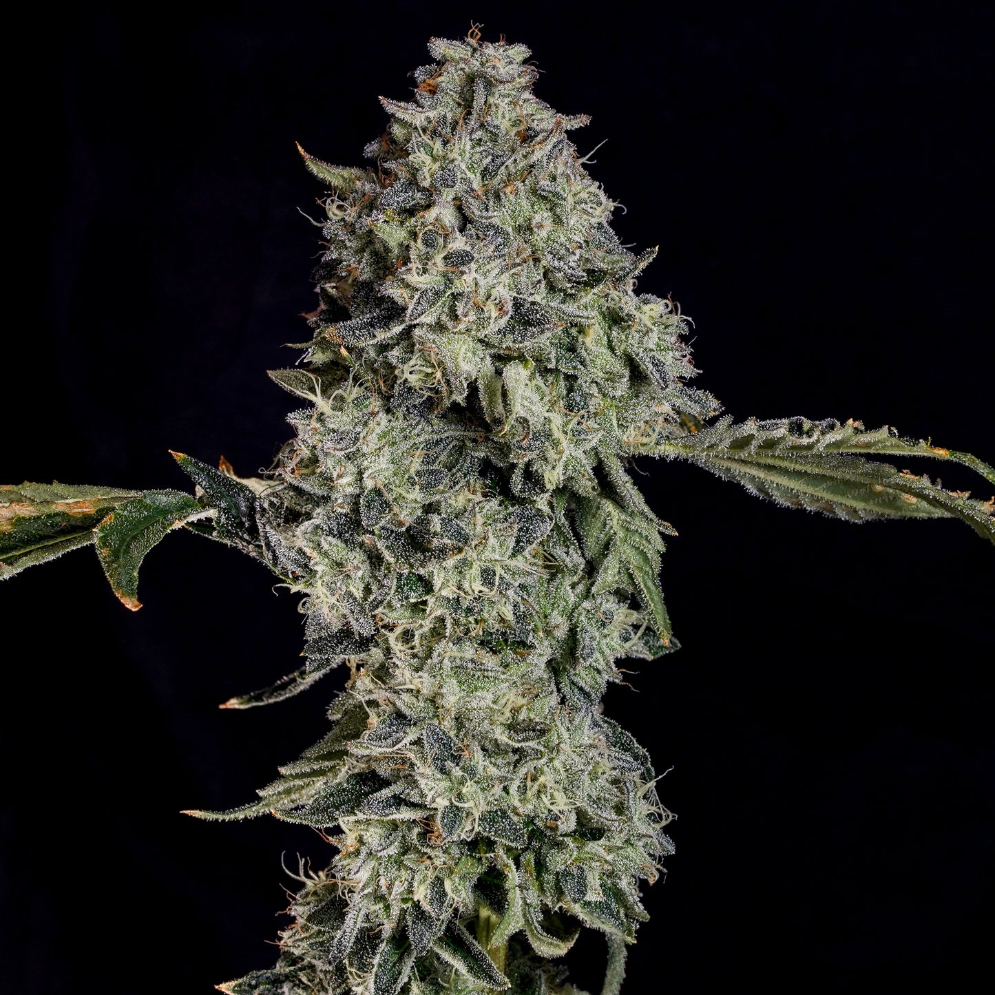 Grape Pak™ (x3) - Candy Fumez x Grape Gas- Semillas Feminizadas - Nine Weeks Harvest | semillas feminizadas Grape Pak