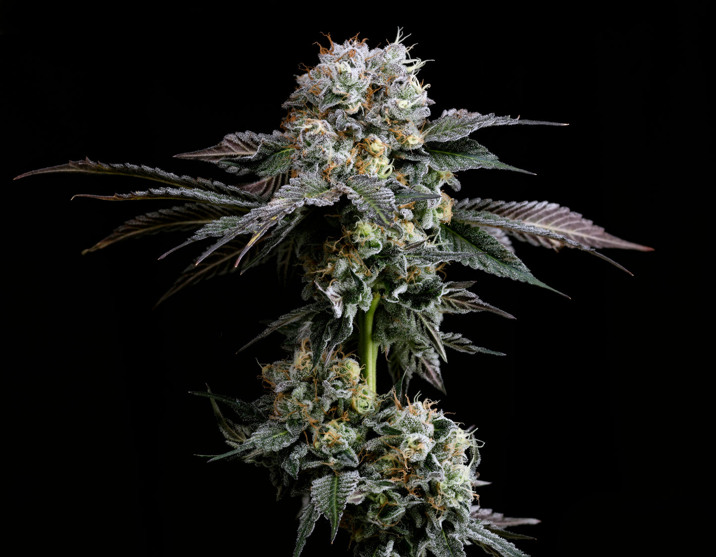 Hash Drip™ (x3) - Hash Burger x Grape Gas - Semillas Feminizadas- Nine Weeks Harvest | semillas feminizadas Hash Drip