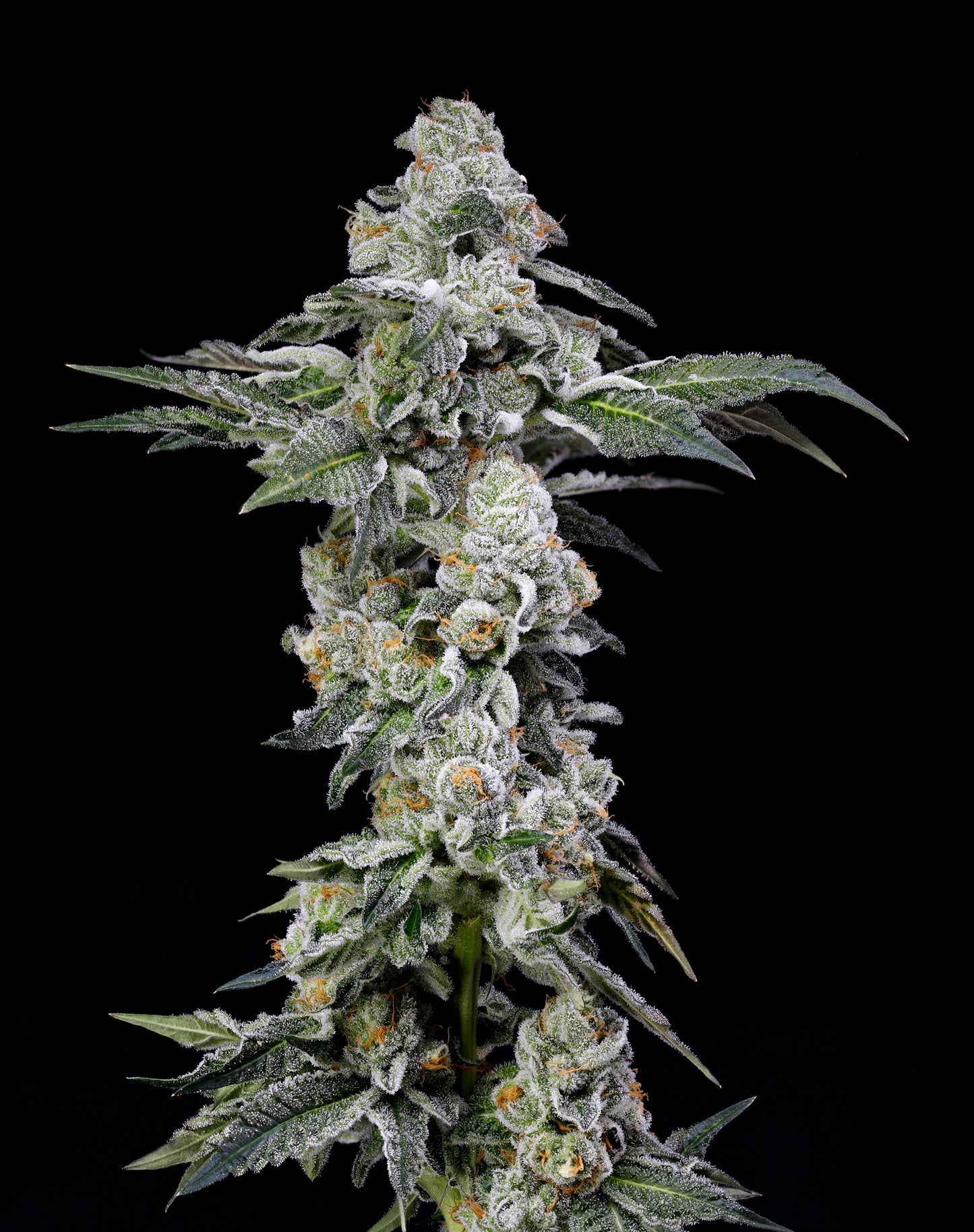 Papaya Puffs™ (x3) - Mylar Magic x Papaya Drip - Semillas Feminizadas - Nine Weeks Harvest | semillas feminizadas Papaya Puffs