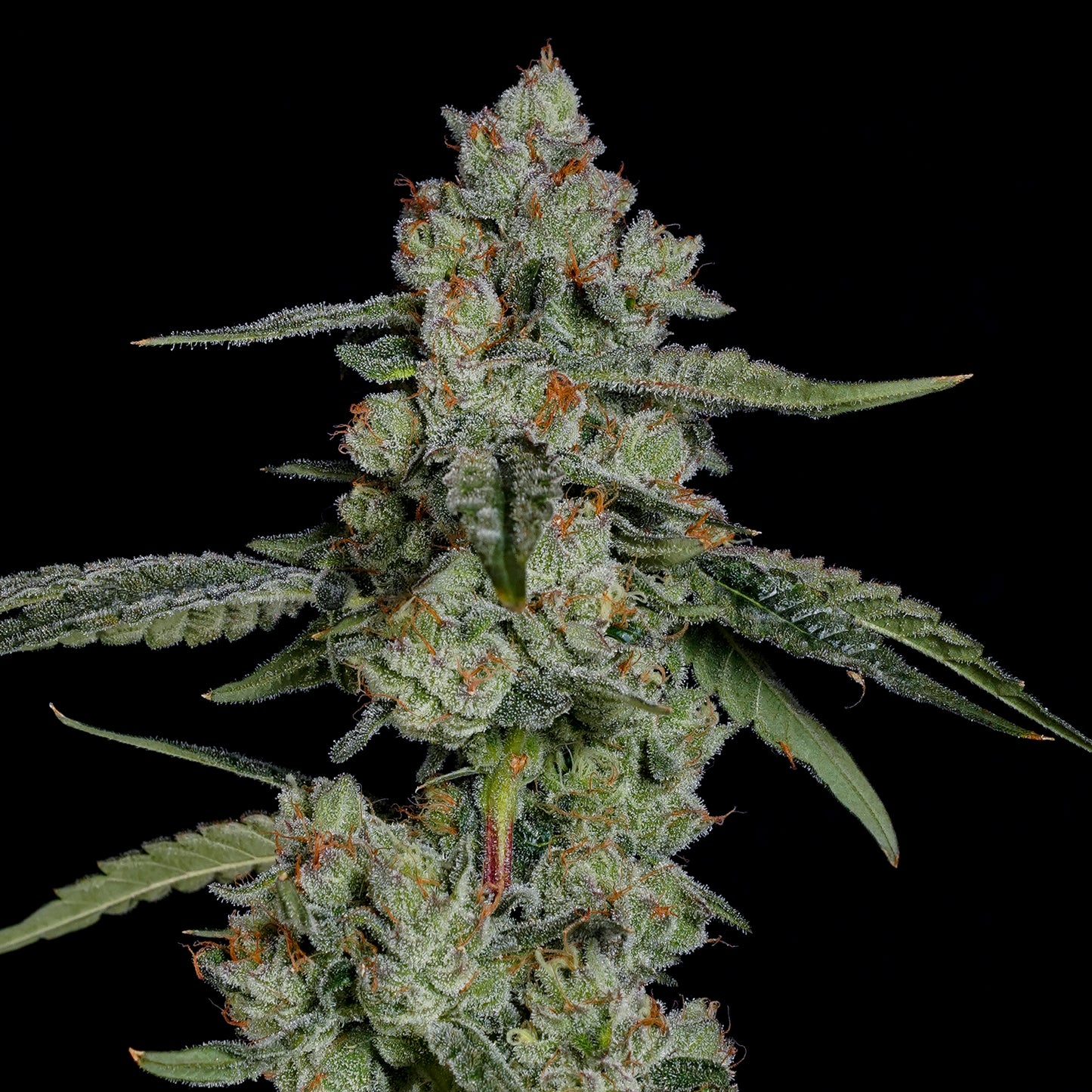 Papaya Puffs™ (x3) - Mylar Magic x Papaya Drip - Semillas Feminizadas - Nine Weeks Harvest | semillas feminizadas Papaya Puffs