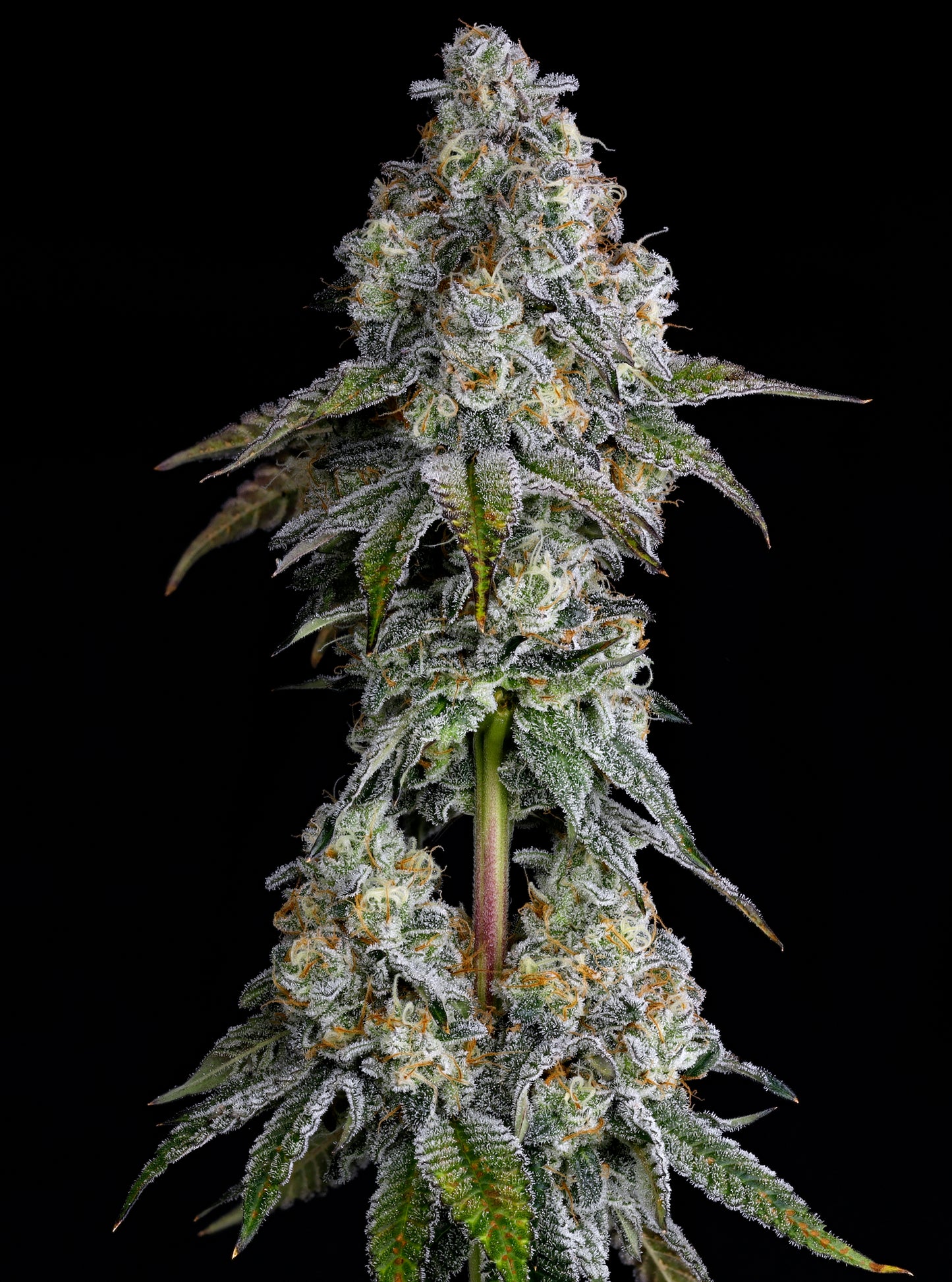 Drip District™ (x3) - New Yorker x Papaya Drip - Semillas Feminizadas - Nine Weeks Harvest | semillas feminizadas Drip District