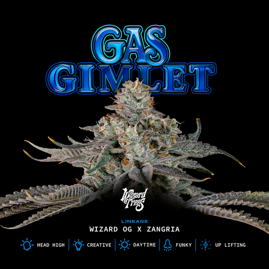 Gas Gimlet™ (x3)  - Semillas Feminizadas - Wizard OG x Zangria - Wizard Trees | semillas feminizadas Gas Gimlet