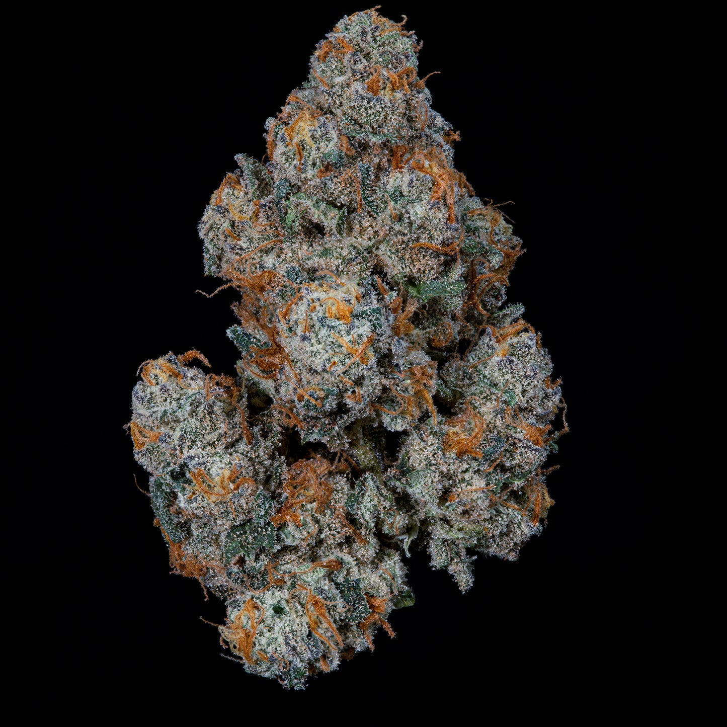 Dulce de Gas™ (x3) - Dulce de Uva x Grape Gas - Semillas Feminizadas- Nine Weeks Harvest | semillas feminizadas Dulce de Gas