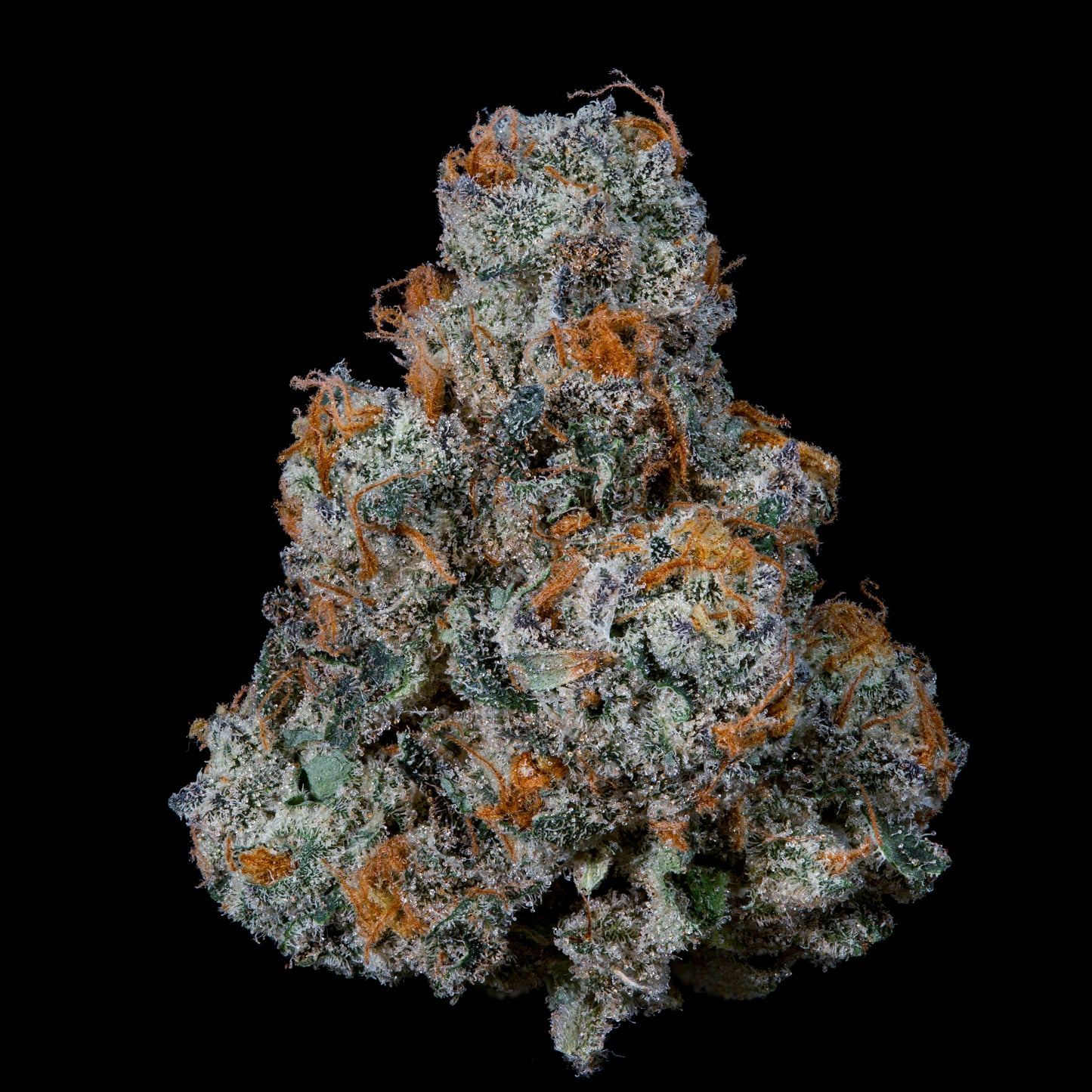 Dulce de Gas™ (x3) - Dulce de Uva x Grape Gas - Semillas Feminizadas- Nine Weeks Harvest | semillas feminizadas Dulce de Gas