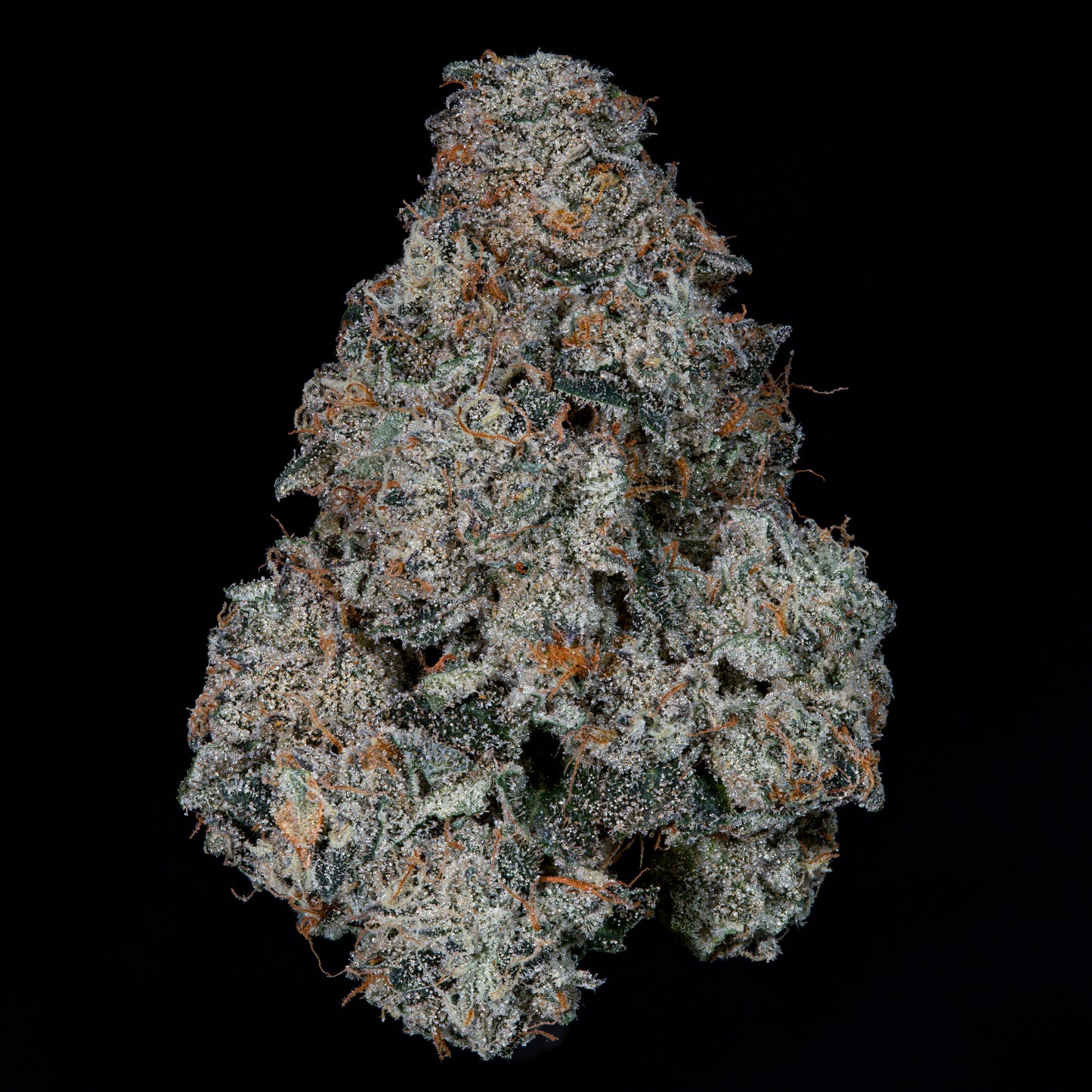 Grape Pak™ (x3) - Candy Fumez x Grape Gas- Semillas Feminizadas - Nine Weeks Harvest | semillas feminizadas Grape Pak