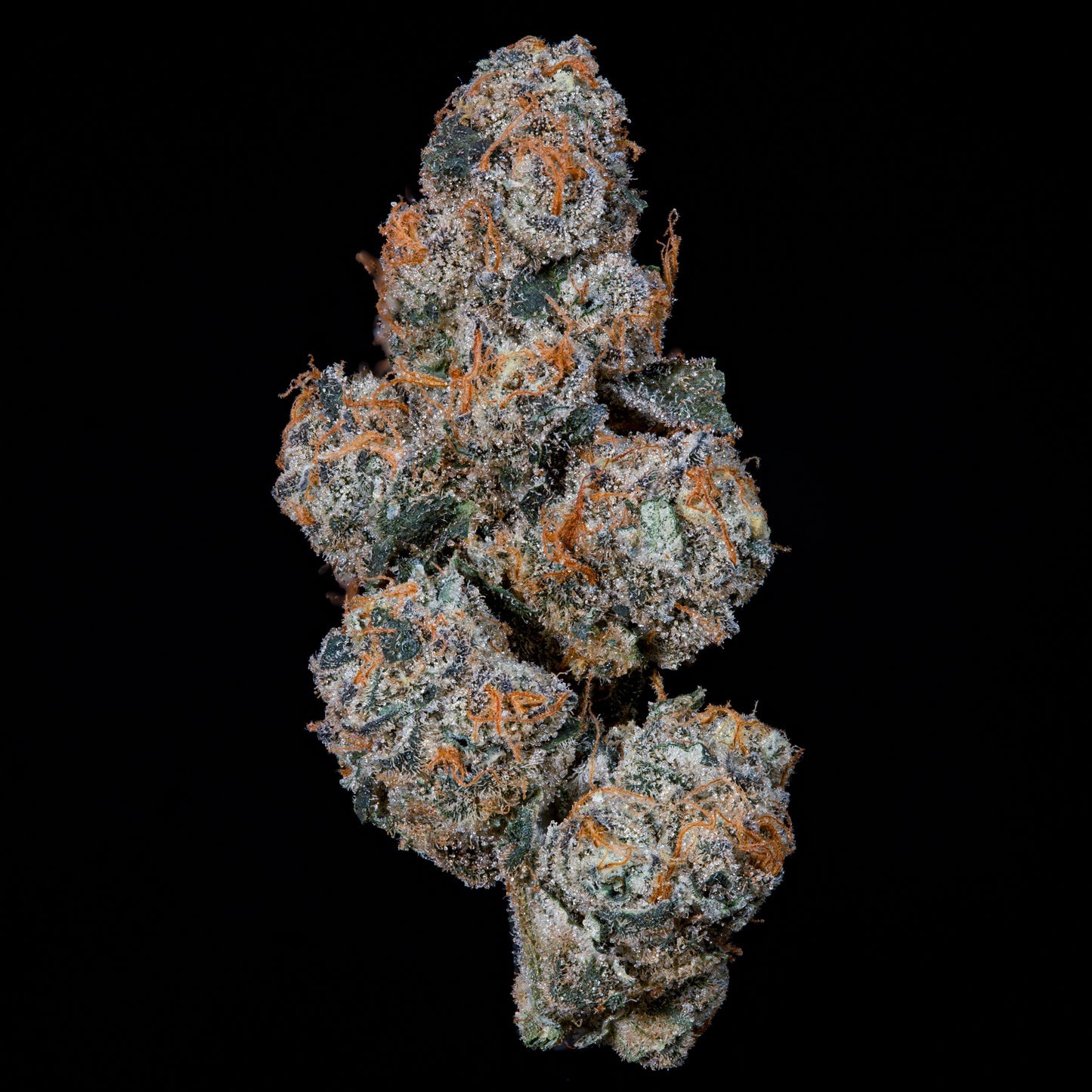 Grape Squeeze™ (x3) -  Trop Cookies x Grape Gas - Semillas Feminizadas- Nine Weeks Harvest | semillas feminizadas Grape Squeeze