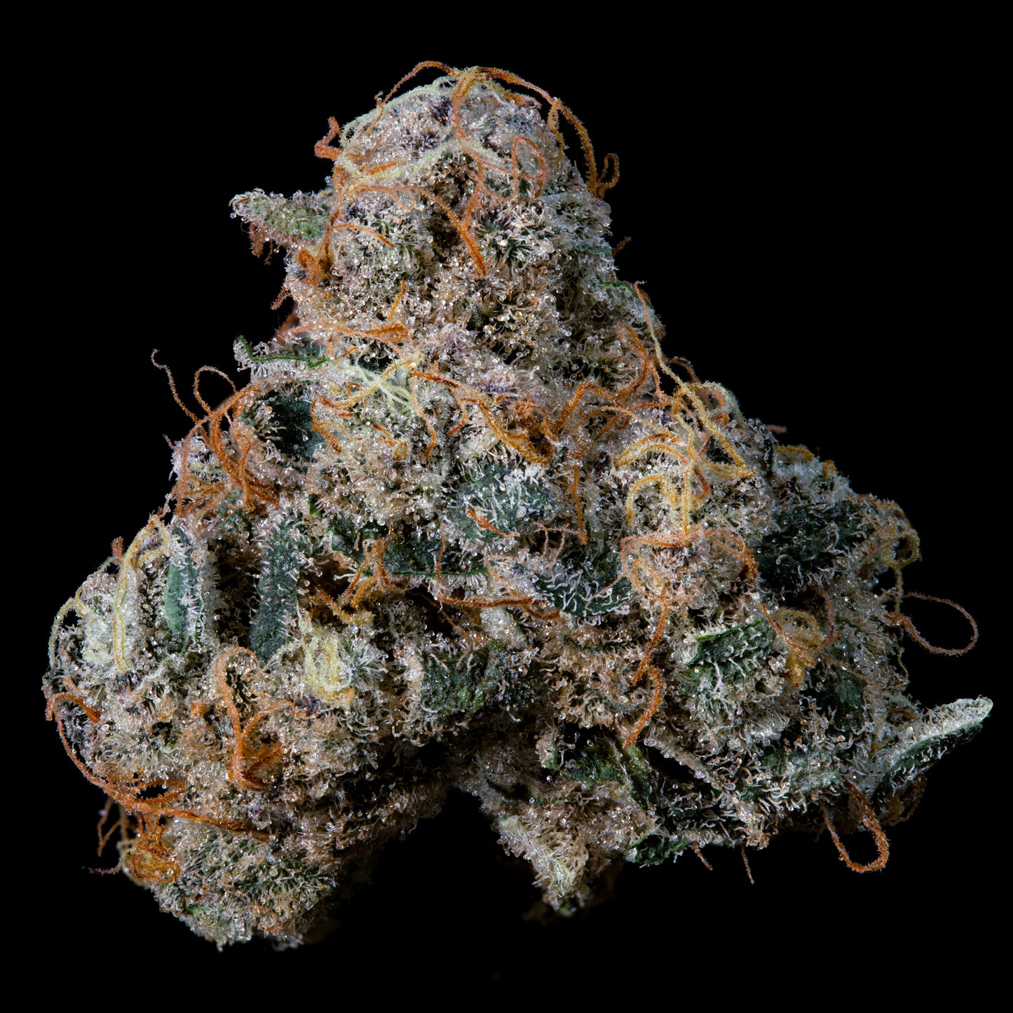 Ice Pop™ (x3) - Trop Cherry x Grape Gas - Semillas Feminizadas- Nine Weeks Harvest | semillas feminizadas Ice Pop