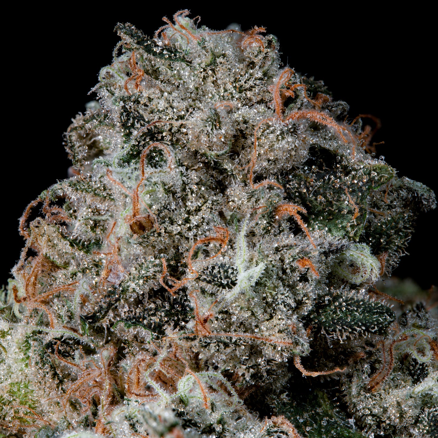 Pruno™ (x3) - Candy Fumez x Grape Gas - Semillas Feminizadas | semillas feminizadas Pruno