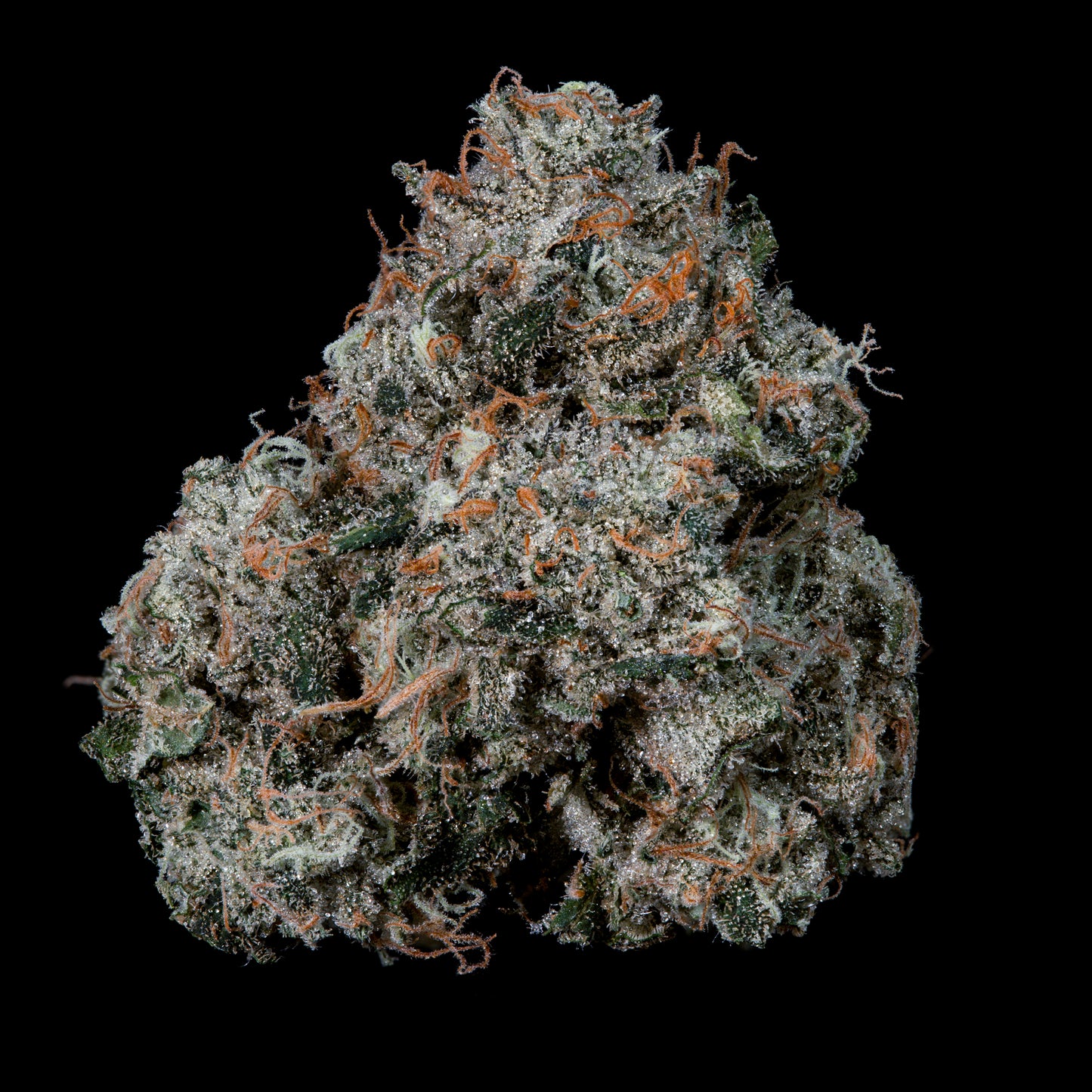 Pruno™ (x3) - Candy Fumez x Grape Gas - Semillas Feminizadas | semillas feminizadas Pruno