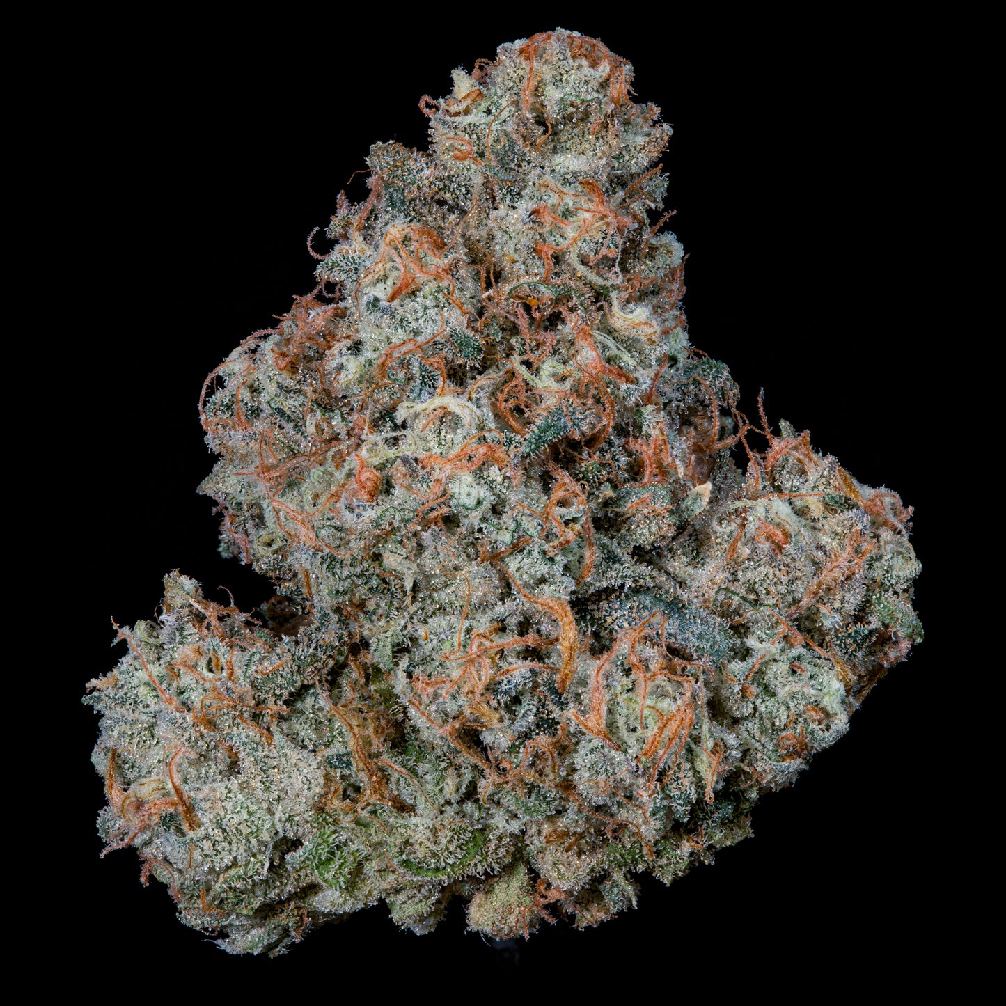 Riviera Drip™ (x3) - Monaco x Papaya Drip - Semillas Feminizadas- Nine Weeks Harvest | semillas feminizadas Riviera Drip